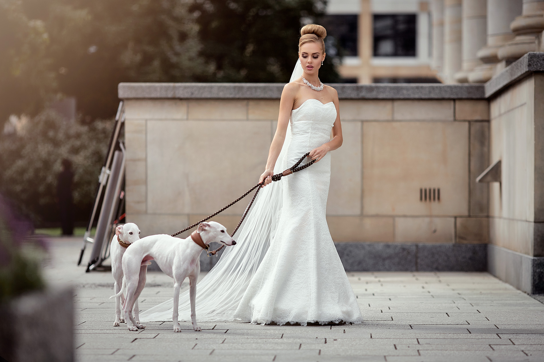 Elegancja z psami